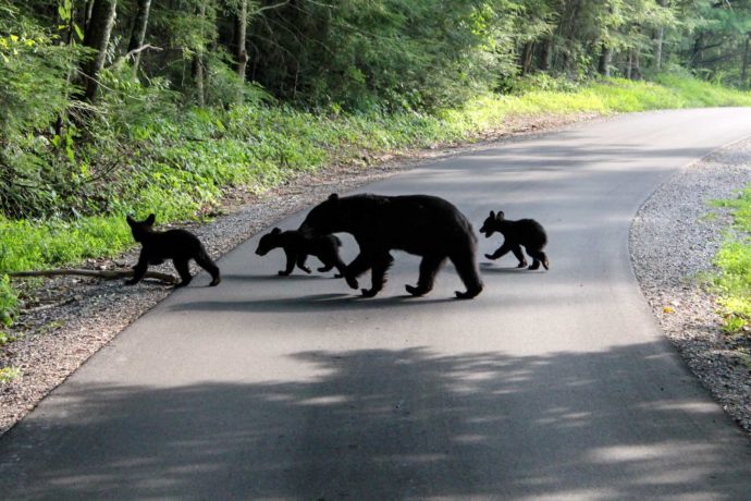 Czarne niedźwiedzie w Smokies