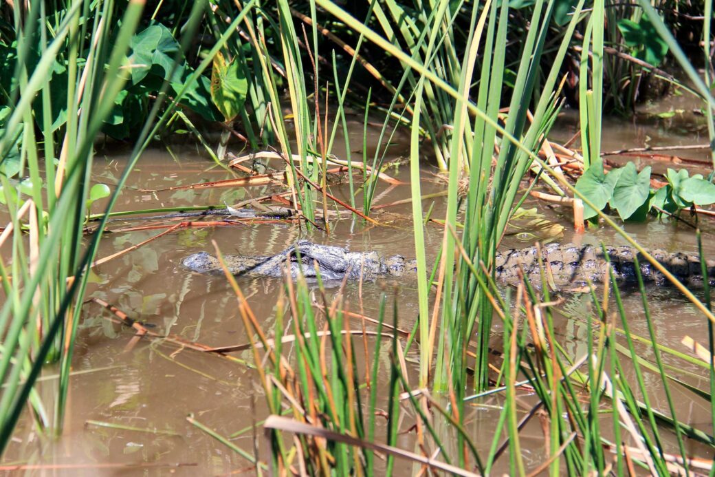 amerykańsk aligator w parku narodowym Everglades