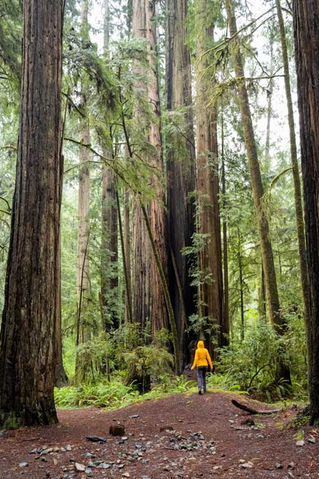 Park Stanowy Jedediah Smith Redwoods w Kalifornii