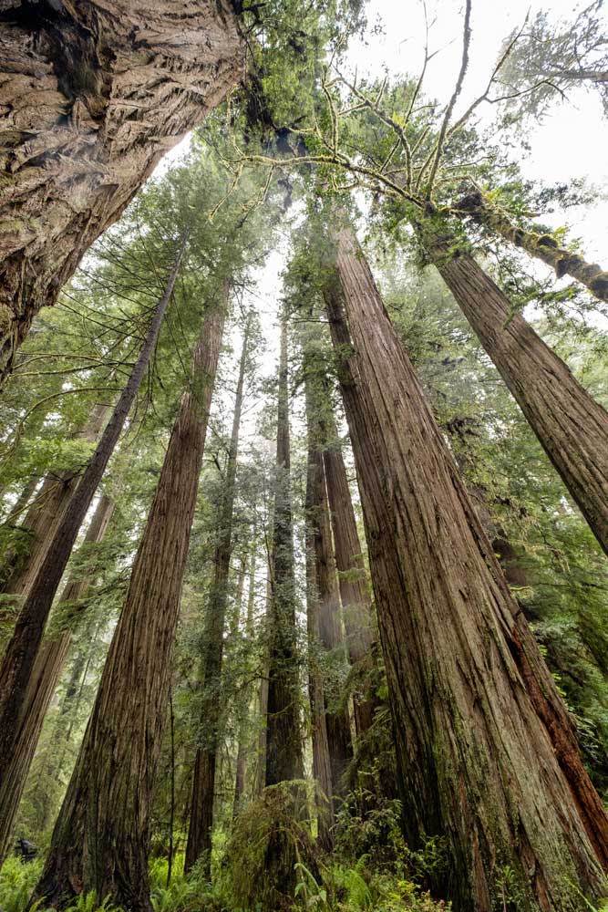 Park Stanowy Jedediah Smith Redwoods w Kalifornii