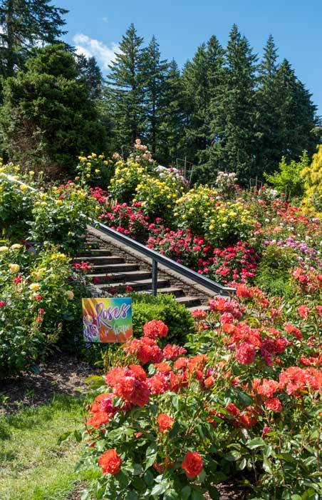 Ogród różany w Portland, Oregon