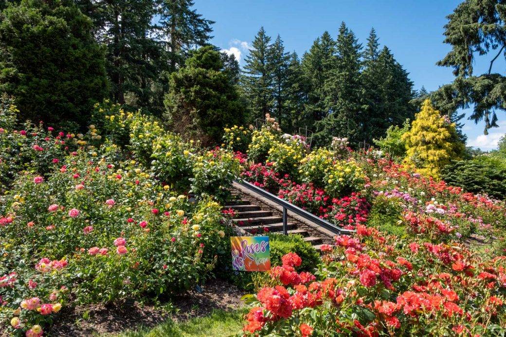 Międzynarodowy ogród róż w Portland w stanie Oregon