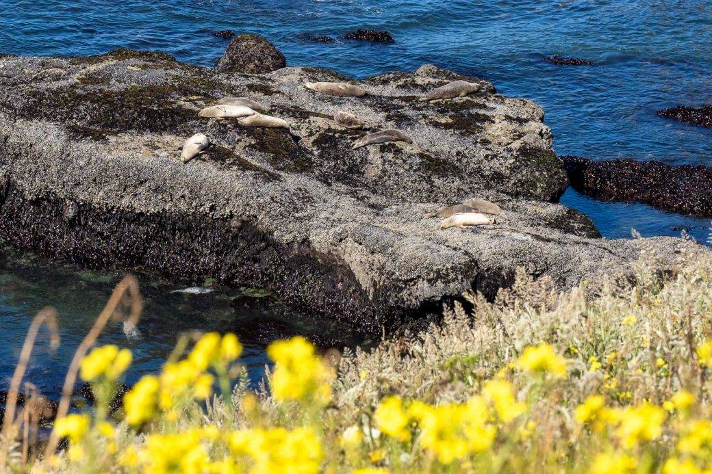 Lwy morskie w naturalnym obszarze Yaquina Head w pobliżu Newport w stanie Oregon