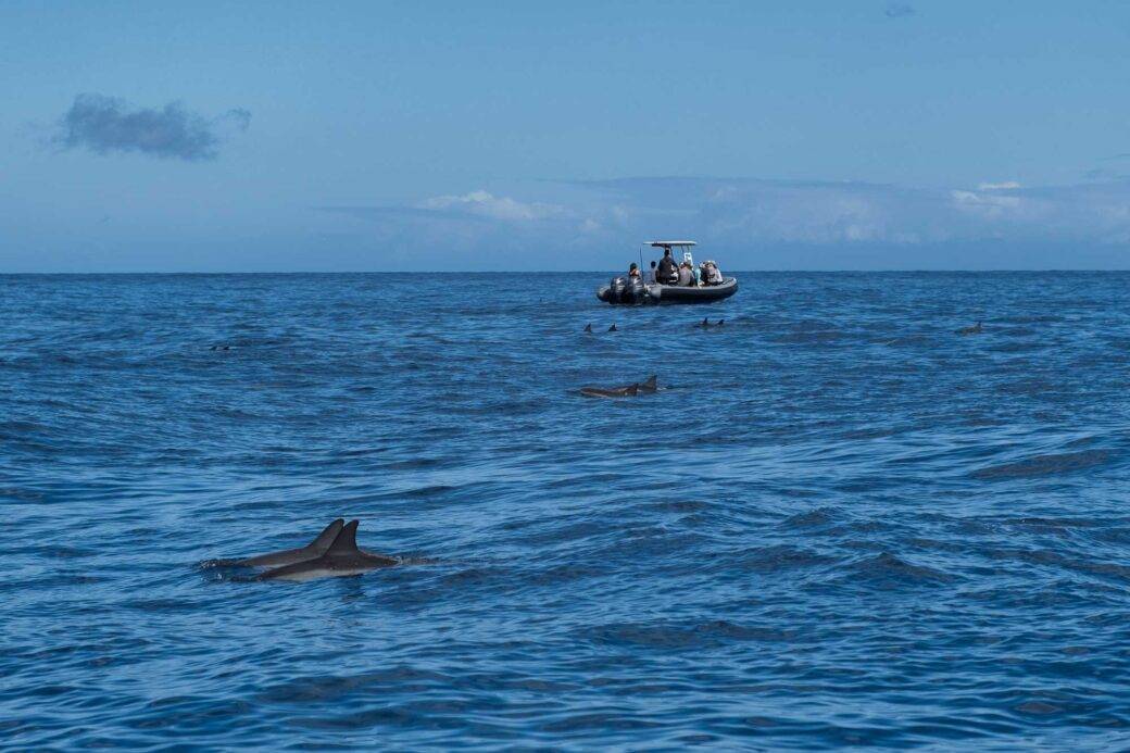 Delfiny na wybrzeżu Nā Pali
