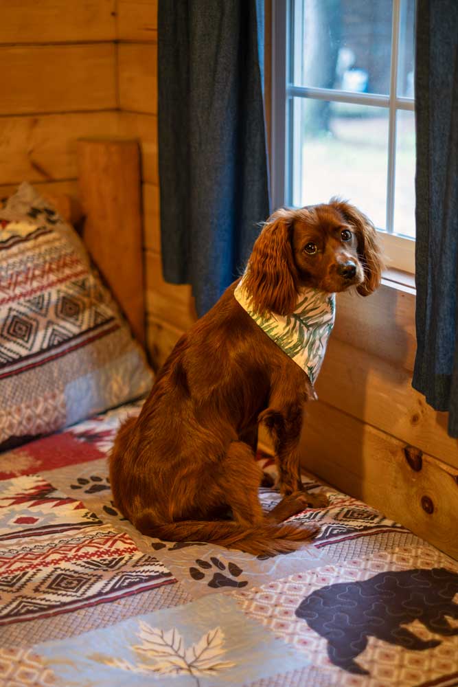 Loki przy oknie w chatce w Logan