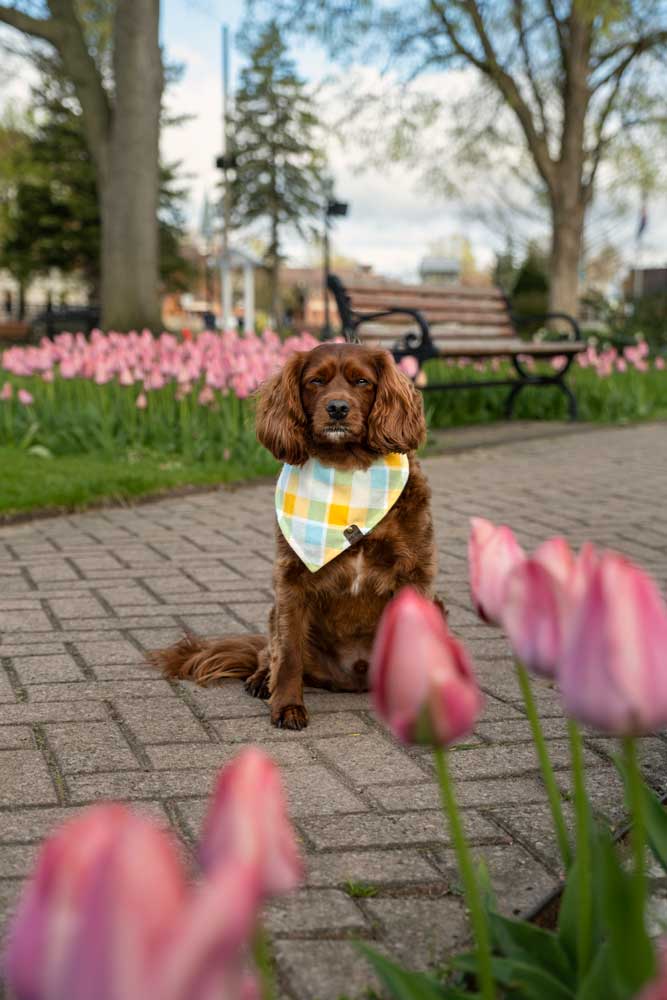 Tulipany w Centennial Park w Holland w stanie Michigan