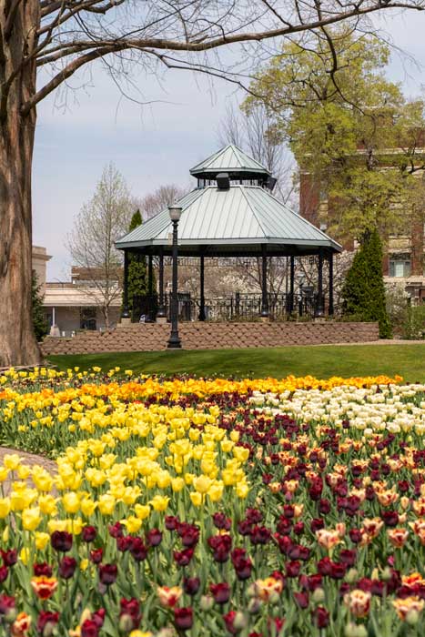 Tulipany w Centennial Park w Holland w stanie Michigan