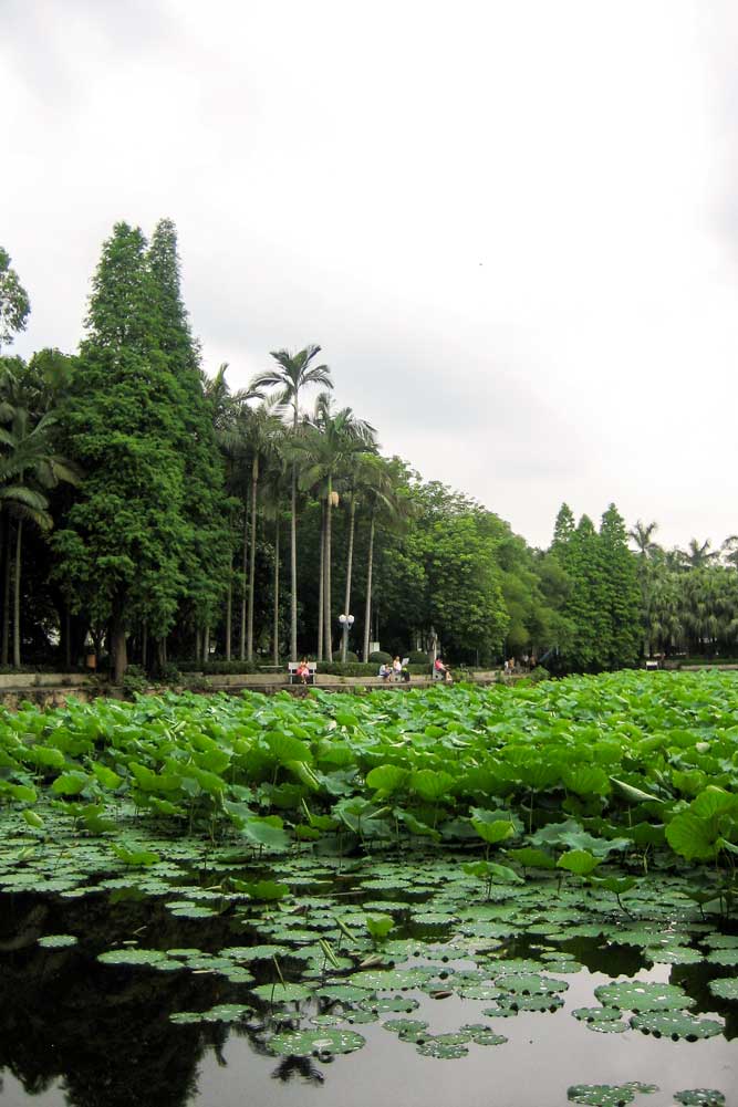 The pond at Sun Yat-Sen University in Guangzhou, China