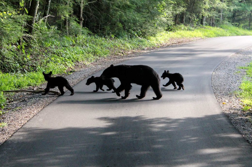 A family of black bears crossing the street in the Cades Cove, Great Smoky Mountains National Park