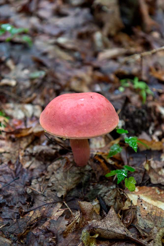 Mushrooms on Long Point Trail at New River Gorge in West Virginia