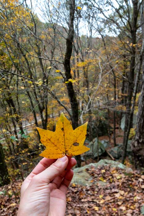 An autumn leaf view from cliffs at Jackson Falls Trail in Shawnee National Forest