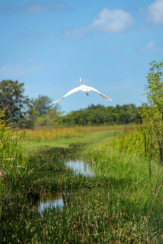 Airboat ride featuring wildlife at Everglades swamps
