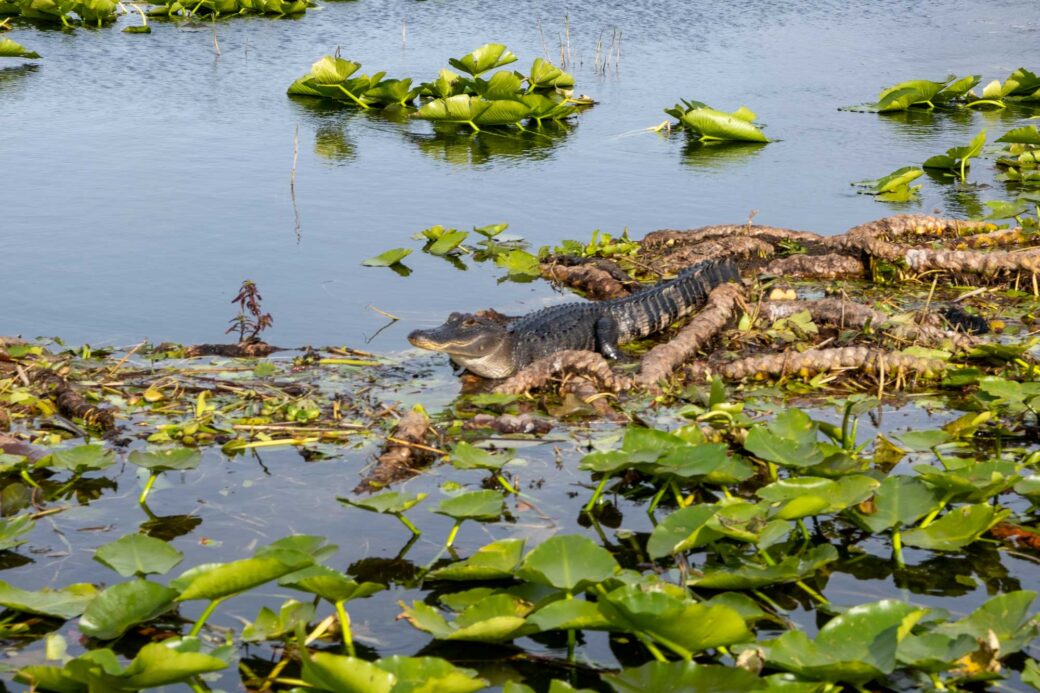 Alligators near Kissimmee Flroida