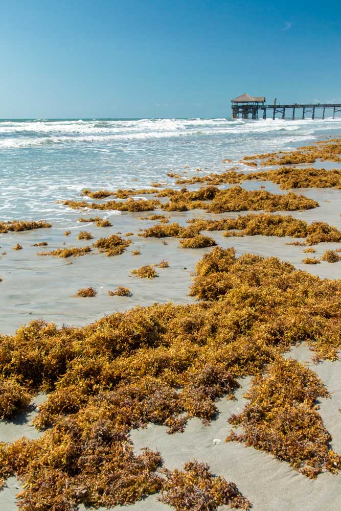 Washed out seaweed on Cocoa Beach