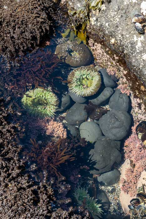 Tide pools at Yaquina Head Natural Area near Newport, Oregon