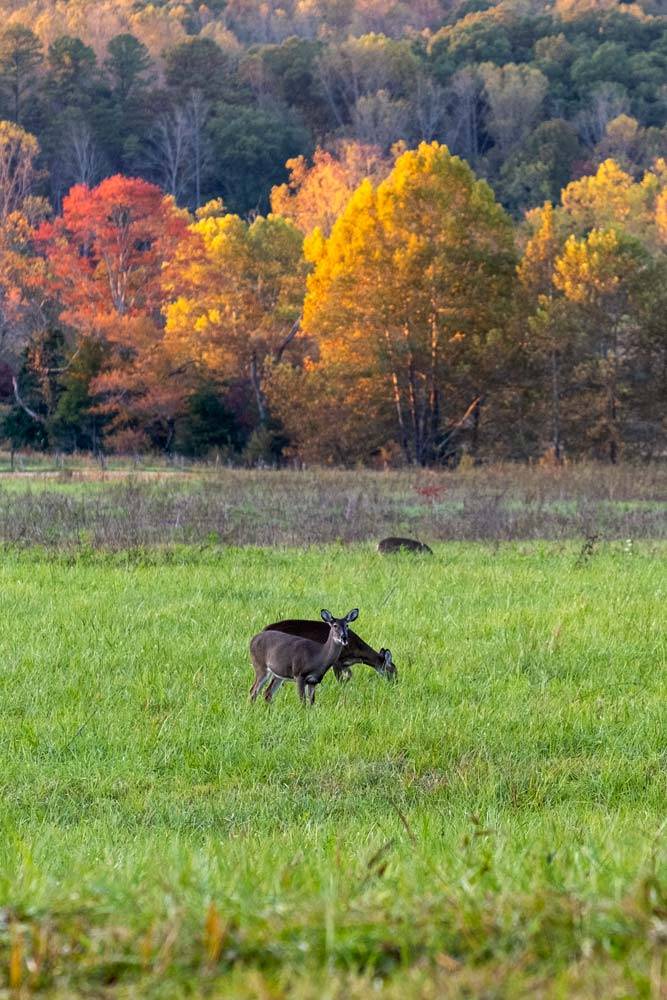Deer in the Cades Cove in the Great Smoky Mountains