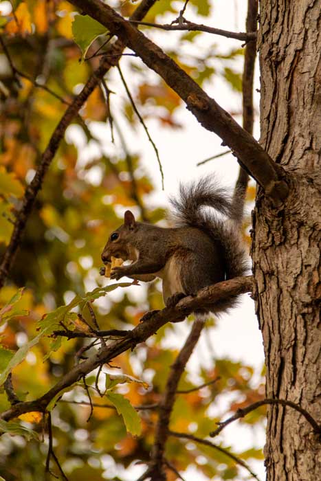 Squirrel in Centennial Park in Nashville