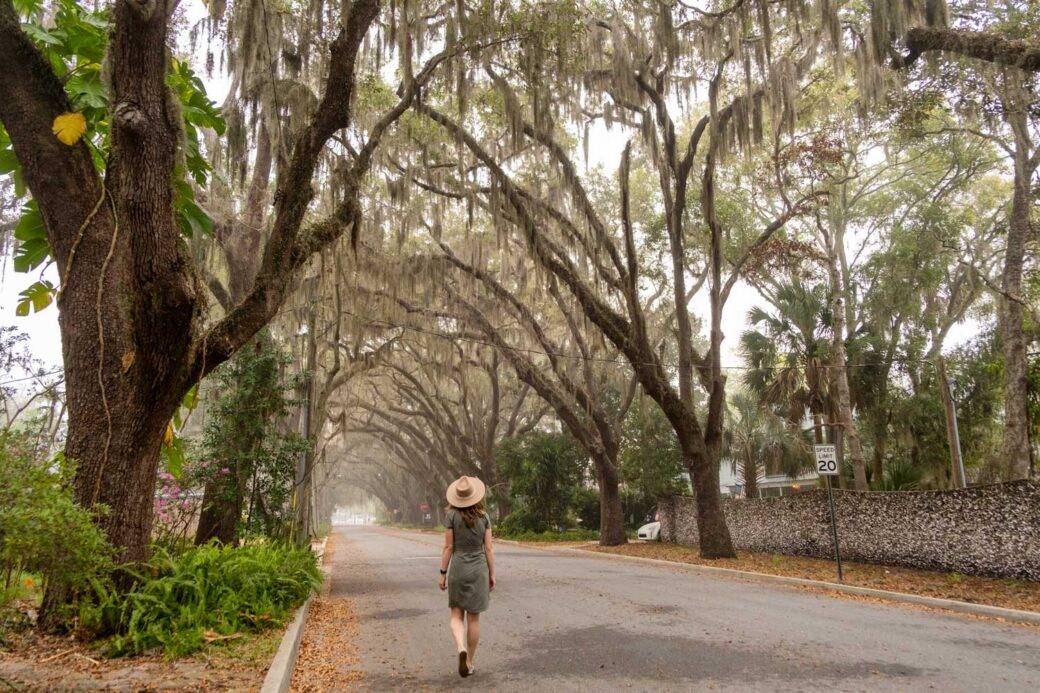 Oak tress covered in Spanish moss at Magnolia Avenue in St. Augustine