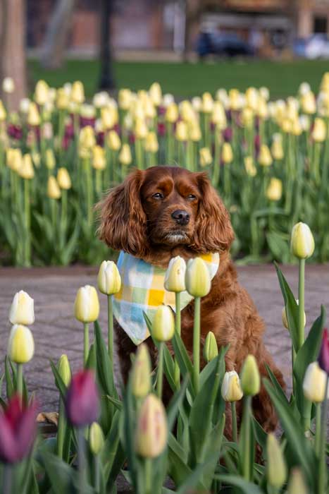 Tulips at Centennial Park in Holland, Michigan