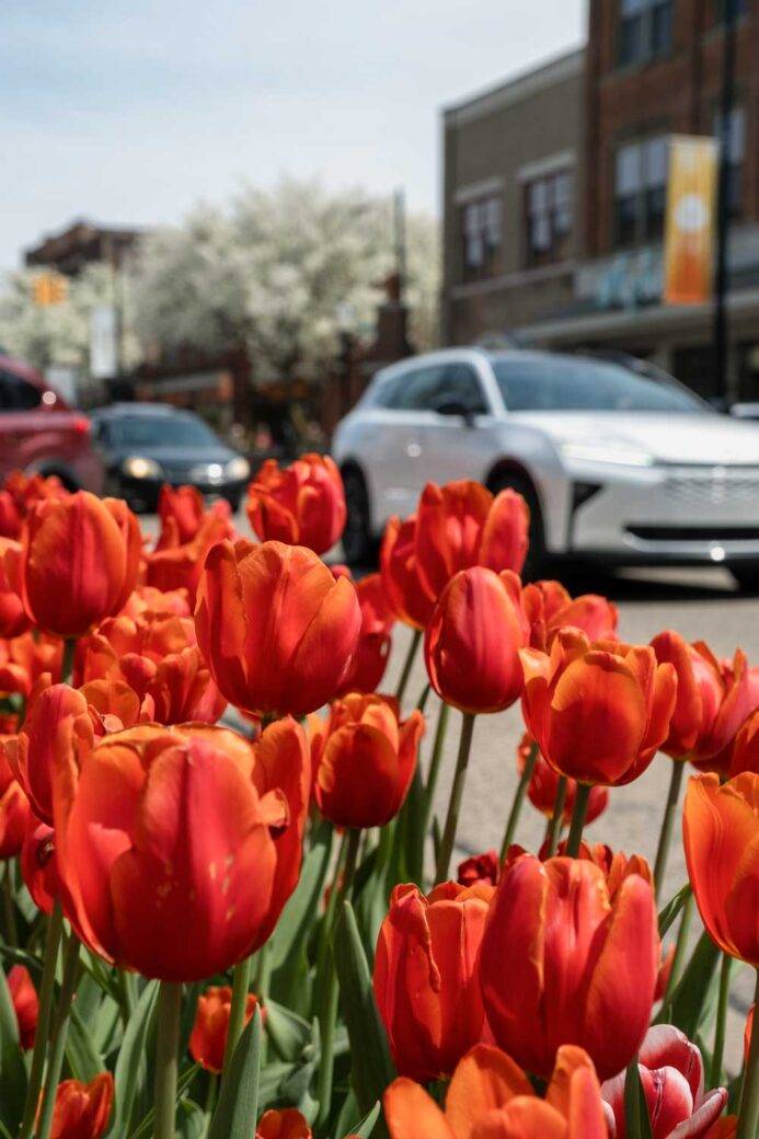 Tulips in downtown Holland, MI