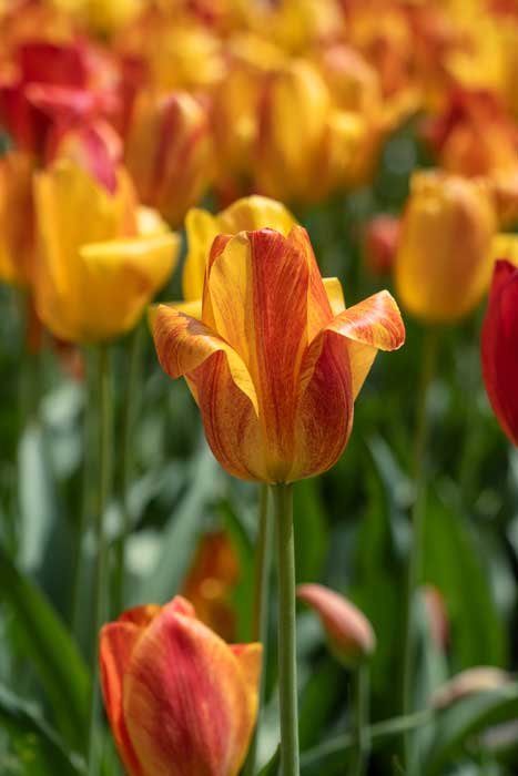 Tulips in downtown Holland, MI