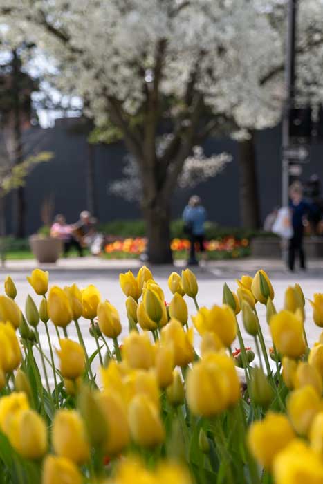 Tulips in downtown Holland, MI