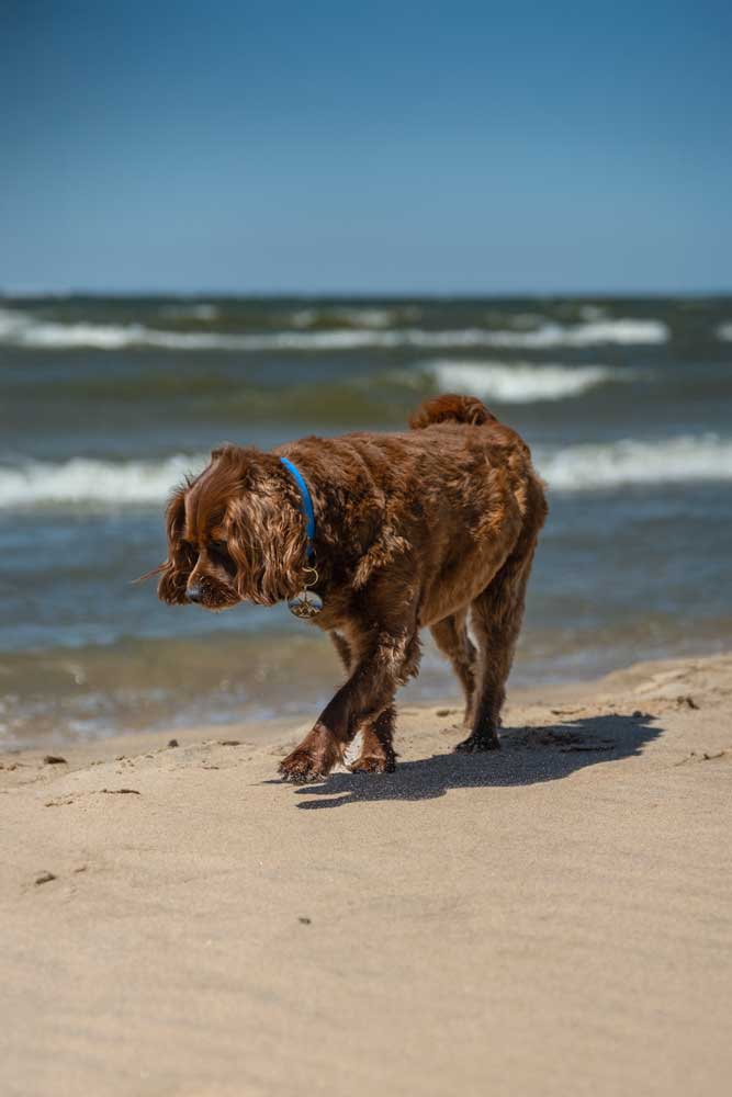 Kirk Park in Michigan: dog friendly off leash beach