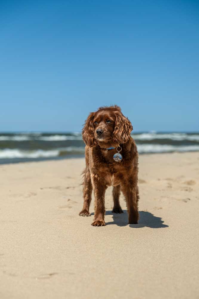 Kirk Park in Michigan: dog friendly off leash beach