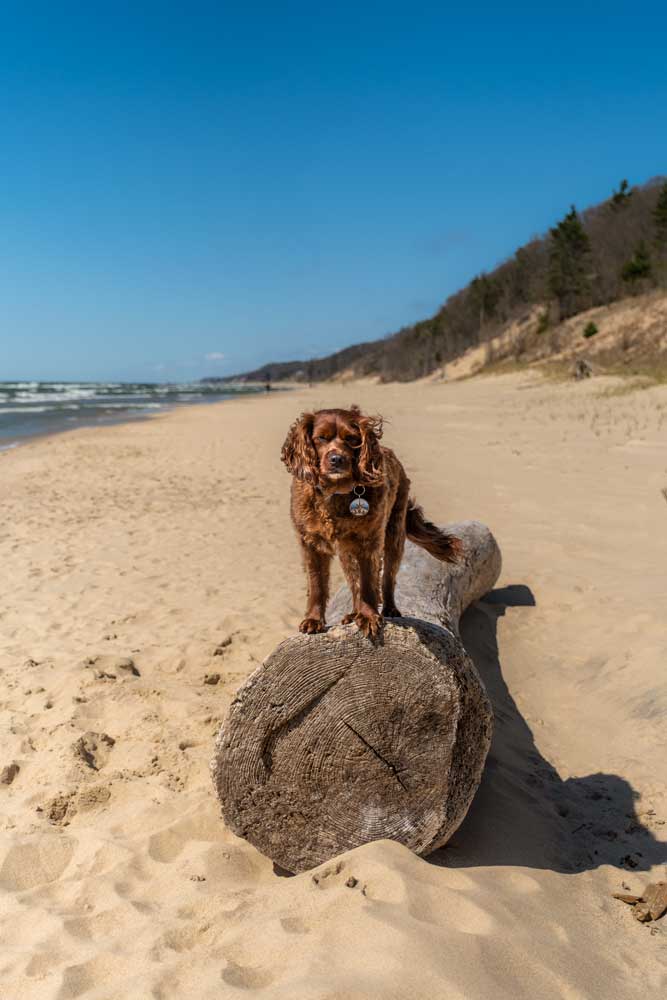 Dog friendly beach at Saugatuck State Park in Michigan