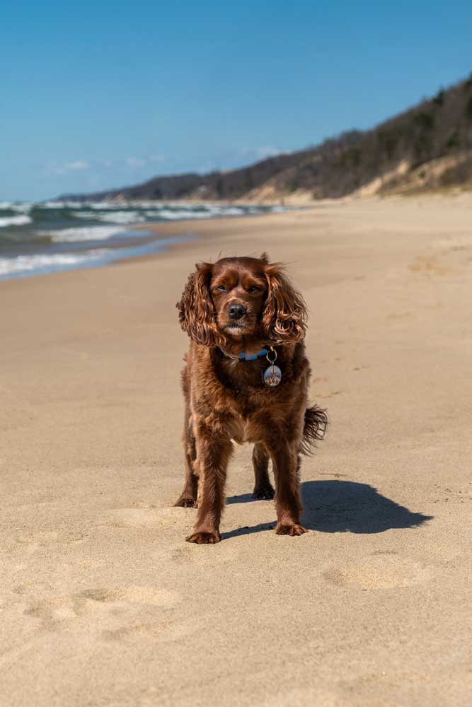 Dog friendly beach at Saugatuck State Park in Michigan