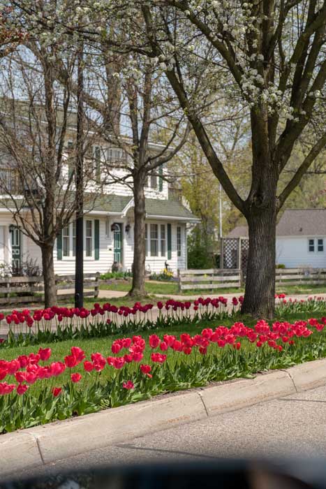 Tulip lanes in Holland, MI