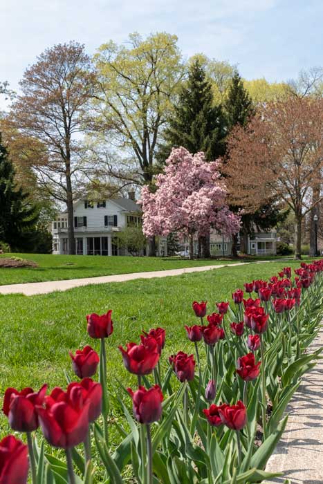 Tulip lanes in Holland, MI