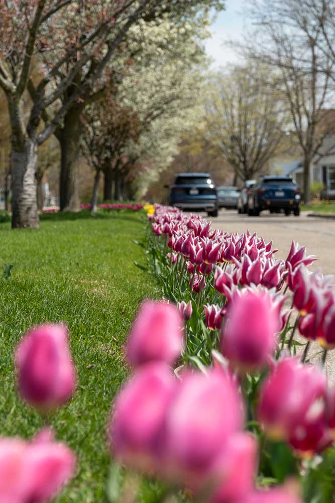 Tulip lanes in Holland, MI