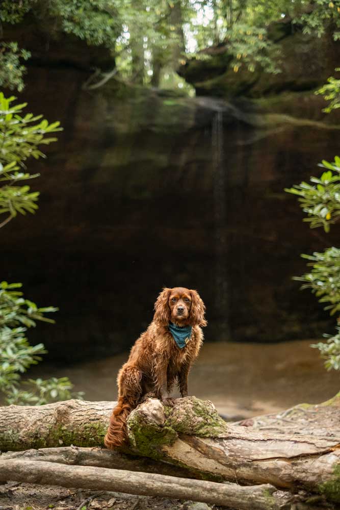Copperas Falls trail in Red River Gorge in Kentucky