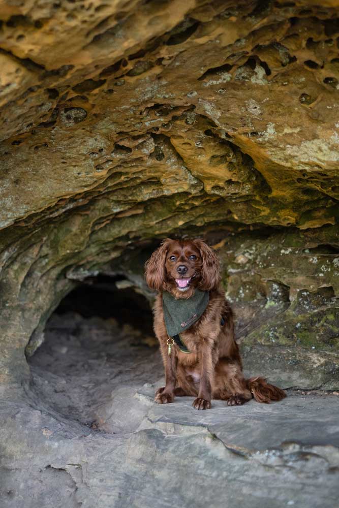 Loki hiking Gray's Arch trail in Red River Gorge in Kentucky