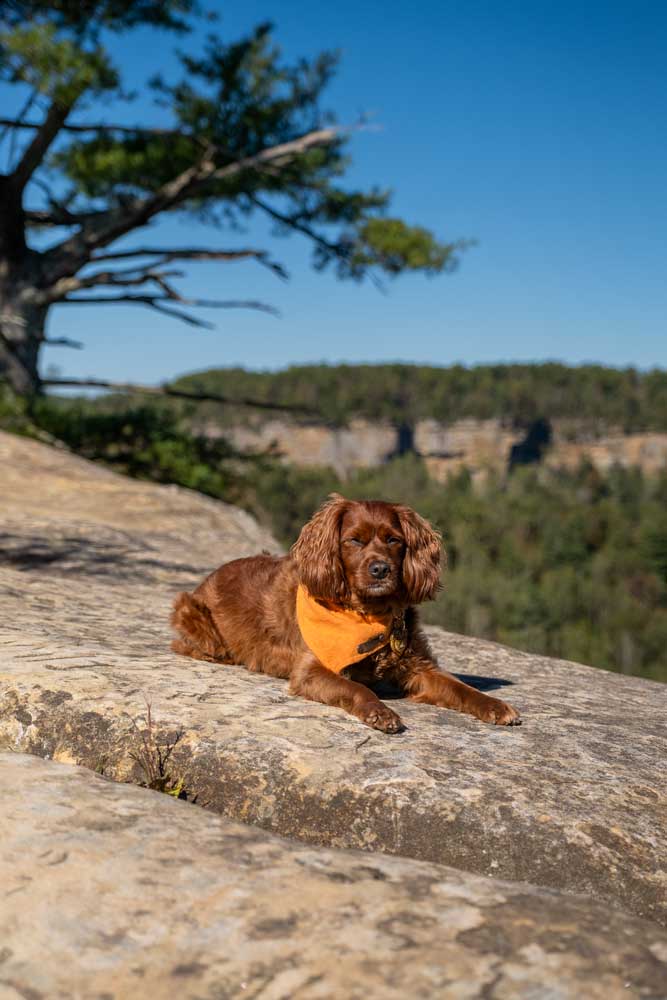 Loki on top of Sky Bridge rock formation in Red River Gorge in Kentucky